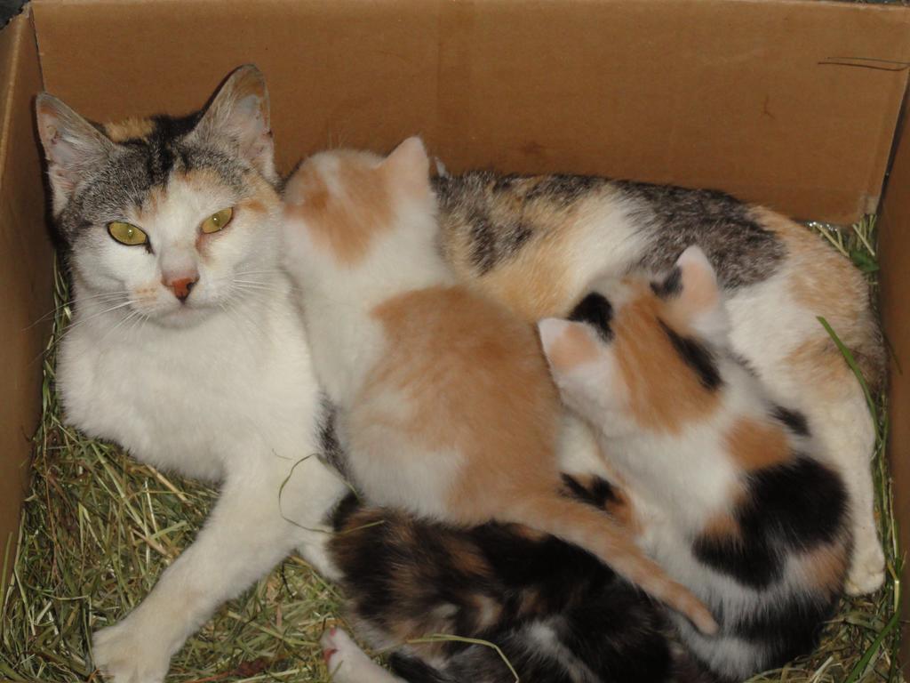 Baby- Und Kinderhof Aicherbauer Seeham Exterior foto