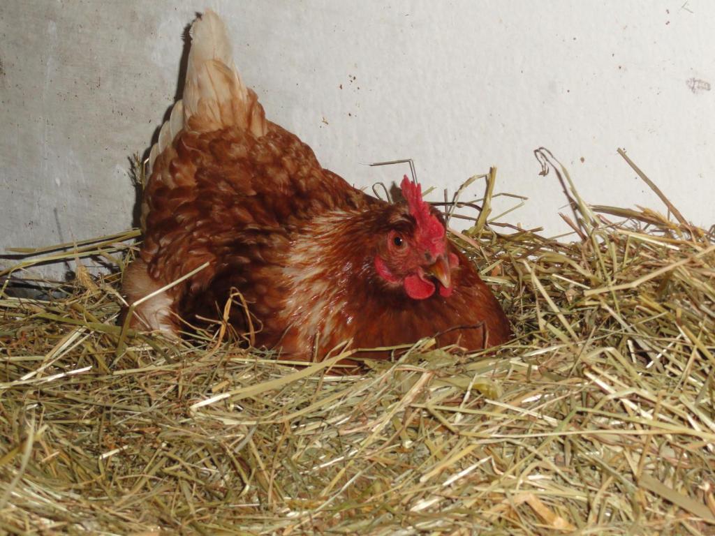 Baby- Und Kinderhof Aicherbauer Seeham Exterior foto